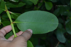 Sonneratia caseolaris